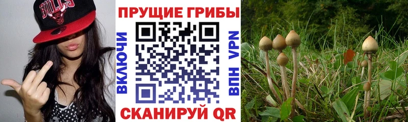 Галлюциногенные грибы GOLDEN TEACHER  гидра сайт  Новозыбков 
